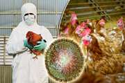 بیماری زایی ویروس انفلوانزای فوق حاد پرندگان در پستانداران