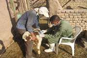 واکسیناسیون رایگان بیش از 34000 رأس دام سبک بر علیه بیماری طاعون نشخوارکنندگان کوچک در شهرستان انار