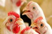 هشدار دامپزشکی شهربابک درباره استرس گرمایی در مرغداری‌ها 