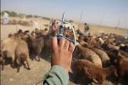 آغاز طرح واکسیناسیون تب‌مالت گوسفندی در شهرستان بافت