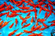 توصیه‌هایی برای خرید و نگهداری ماهی قرمز