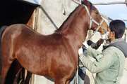 خونگیری از ۵۰ اسب در شهربابک 