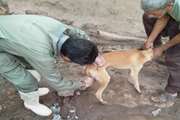 ۱۴۰۰ قلاده سگ در شهرستان بم علیه بیماری هاری واکسینه شدند