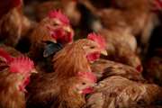 مرغداران از کاهش دما و شیوع بیماری‌های ویروسی طیور غافل نشوند