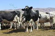 واکسیناسیون 2700راس گاو و گوساله برعلیه بیماری لمپی اسکین در شهرستان ارزوئیه