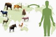 ۷۰ درصد بیماری‌ های عفونی قابل انتقال به انسان، منشاء حیوانی دارند
