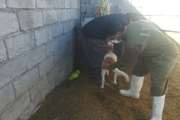 واکسیناسیون بیش از 500قلاده سگ در شهرستان بافت علیه بیماری هاری 