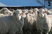 در خرید گوسفند برای قربانی به چه نکاتی توجه کنیم؟