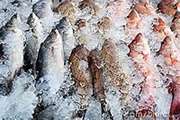 توصیه‌های بهداشتی به خریداران ماهی تازه و منجمد