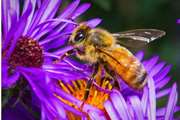 توصیه های دامپزشکی به زنبور داران در ارتباط با مسمومیت ناشی از افت کش های کشاورزی