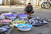 همشهریان گرامی ،ماهی مصرفی خود را از مراکز عرضه مجاز و تحت نظارت دامپزشکی خریداری کنند