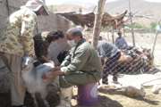 واکسیناسیون رایگان تب برفکی در دام سبک به مناسبت هفته دولت در شهرستان رفسنجان 