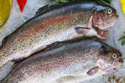  هشدار رئیس شبکه دامپزشکی رفسنجان در خصوص خرید ماهی از خودروهای سیار 