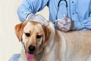   انجام واکسیناسیون ۳۸۰ قلاده سگ صاحبدار در کوهبنان
