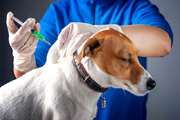  تاکنون بیش از ۱۵۰۰ سگ در کرمان واکسینه شده اند