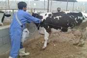 واکسیناسیون 800 رأس گاو و گوساله در شهرستان بافت بر علیه بیماری لمپی اسکین