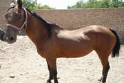 رئیس شبکه دامپزشکی شهرستان رفسنجان از تست مشمشه رایگان اسب های شهرستان رفسنجان خبر داد