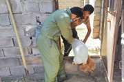 واکسیناسیون فراگیر علیه بیماری طاعون نشخوارکنندگان کوچک در شهرستان نرماشیر 