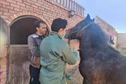 هر گونه نقل و انتقال اسب باید با تایید سلامت اسب و صدور مجوز دامپزشکی انجام گیرد