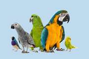 توصیه های بهداشتی شبکه دامپزشکی بافت جهت نگهداری پرندگان زینتی در منزل 