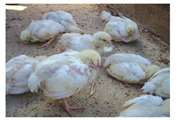 هشدار بهداشتی شبکه دامپزشکی بافت به مرغداران در خصوص الزام واکسیناسیون بیماری گامبورو 