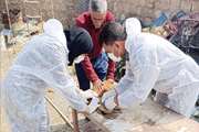 اجرای طرح رصد بیماری آنفلوآنزای فوق حاد پرندگان در کرمان