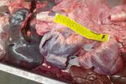 گزارش مشاهده گزانتوزیس (Xanthosis) در دو راس گاو کشتاری در کشتارگاه دام بم (استان کرمان)