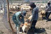 اردوی جهادی دامپزشکی در بخش گلزار شهرستان بردسیر