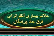 توصیه های بهداشتی روابط عمومی اداره کل دامپزشکی استان کرمان در خصوص بیماری آنفلوانزای فوق حاد پرندگان (3)