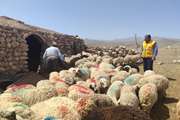 فتوکلیپ ـــ بازدید و مانیتورینگ واکسیناسیون جمعیت دامی در منطقه کوهستانی روستاهای مجاورت حیات وحش شهرستان زرند