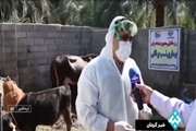 پخش گزارش مانور عملیاتی مقابله با بیماری تب برفکی دامپزشکی نرماشیر از صدا و سیما مرکز کرمان