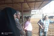 بازدید مشترک جمعی از مسئولین بم از بزرگترین مجتمع گاو شیری این شهرستان 