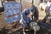 گزارش تصویری: اردوی جهادی اداره دامپزشکی شهرستان بافت در روستای گنوئیه همزمان با هفته دفاع مقدس
