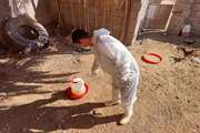 واکسیناسیون ۴۶ هزار قطعه طیور بومی علیه بیماری نیوکاسل در شهرستان رفسنجان