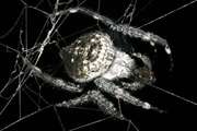  کشف پروتئین جدیدی در تار عنکبوت!