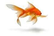 ماهی قرمز را از مراکز معتبر و بهداشتی خریداری نمایید.