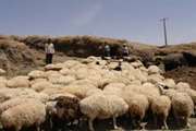 مایه کوبی 7000 رأس گوسفند و بز علیه بیماری بروسلوز در انار 