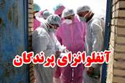 مانور آنفلوآنزای فوق حاد پرندگان در زرند برگزار می شود