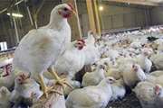 ضرورت رعایت موارد قرنطینه‌ای و بهداشتی در مرغداری‌ها 