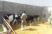 واکسیناسیون بیش از 5 هزار گاو در شهربابک 