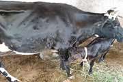 مشاهده یک مورد بیماری لمپی اسکین در گاوهای  شهرستان رابر