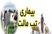 بیماری تب مالت
