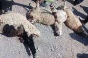 گرگ ها بیش از 100 رأس گوسفند را در جلال آباد زرند دریدند