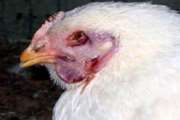 پایش و مراقبت فعال بیماری آنفلوآنزای فوق حاد پرندگان