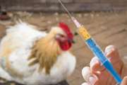 واکسیناسیون نیوکاسل در طیور بومی زرند