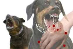 افزایش تقاضای واكسن ضدهاری در رفسنجان/ سگ‌های ولگرد تهدیدی علیه سلامت