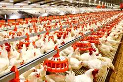 توصیه‌های بهداشتی دامپزشکی برای مرغداران بمنظور پیشگیری از بیماری آنگارا