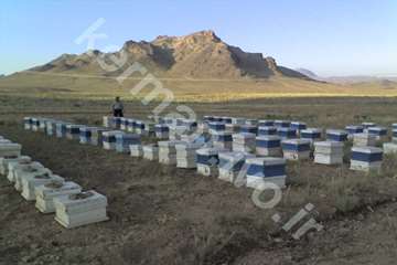 زنبورستان هاي استان كرمان
