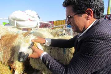 گزارش تصویری : اکیپ های بازرسی عید قربان دامپزشکی استان کرمان