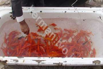 بازرسي ماهي قرمز ( اداره كل دامپزشكي استان كرمان )